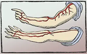 Monochrome Prints: Jacopo Berengario da Carpi, Arteries