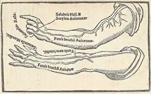 Monochrome Prints: Jacopo Berengario da Carpi, Arteries
