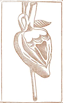 Monochrome Prints: Jacopo Berengario da Carpi, Heart