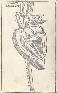 Monochrome Prints: Jacopo Berengario da Carpi, Heart