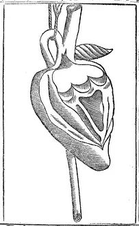 16th Prints: Jacopo Berengario da Carpi, Heart