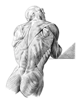 Jacques Prints: Jacques Gamelin, Nouveau d'osteologie, 1779