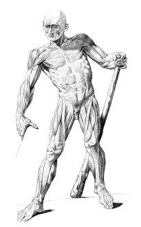 Jacques Prints: Jacques Gamelin, Nouveau d'osteologie, 1779