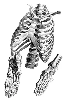 Jacques Prints: Jacques Gamelin, Nouveau d'osteologie, 1779