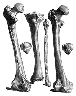 Jacques Prints: Jacques Gamelin, Nouveau d'osteologie, 1779