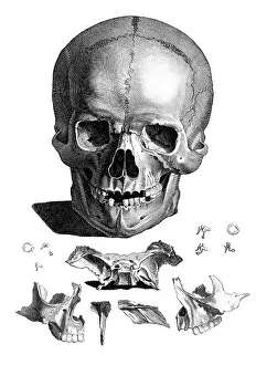 Atlas Prints: Jacques Gamelin, Nouveau d'osteologie, 1779