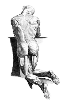 Book Prints: Jacques Gamelin, Nouveau d'osteologie, 1779