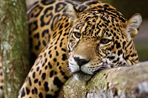 Resting Prints: Jaguar