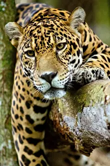 Peruvian Prints: Jaguar