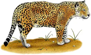 Panthera Prints: Jaguar