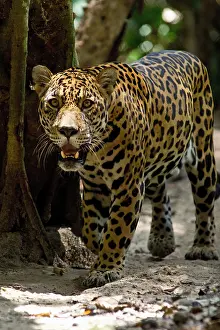 Predator Prints: Jaguar