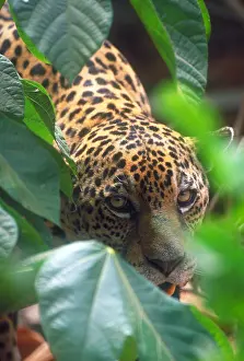 Hunter Prints: Jaguar