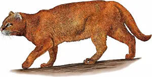 2013 Prints: Jaguarundi