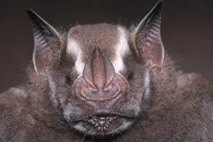 Bats Prints: Jamaican Fruit Bat
