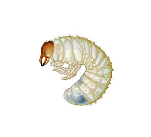 Beetle Prints: Japanese Beetle Grub (Popillia japonica)