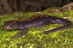 Eggs Prints: Japanese Clawed Salamander