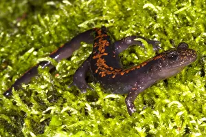 Eggs Prints: Japanese Clawed Salamander