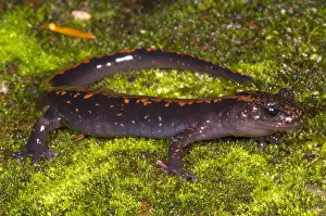 Eggs Prints: Japanese Clawed Salamander