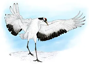 Grus Prints: Japanese Crane