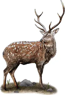 Game Animals Prints: Japanese Deer