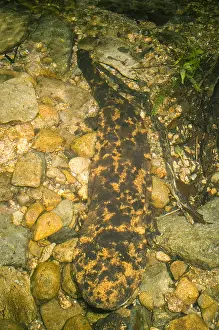 Andrias Prints: Japanese Giant Salamander