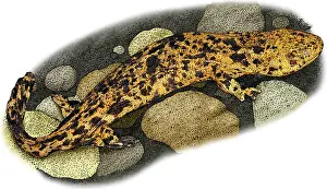 Japan Prints: Japanese Giant Salamander