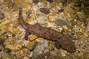 Japan Prints: Japanese Giant Salamander