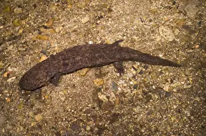 Salamander Prints: Japanese Giant Salamander