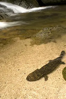 Stream Prints: Japanese Giant Salamander