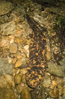 Salamander Prints: Japanese Giant Salamander