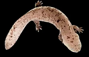 Impact Prints: Japanese Giant Salamander (Andrias japonicus)