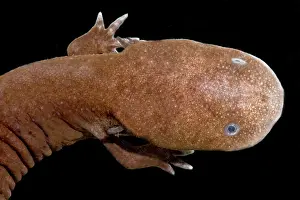 Range Prints: Japanese Giant Salamander (Andrias japonicus)
