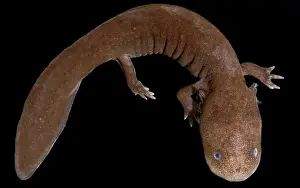 Genetics Prints: Japanese Giant Salamander (Andrias japonicus)