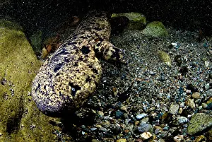 Genetics Prints: Japanese Giant Salamander (Andrias japonicus)