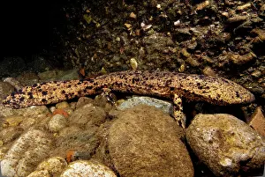 Genetics Prints: Japanese Giant Salamander (Andrias japonicus)