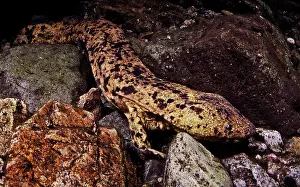 Genetics Prints: Japanese Giant Salamander (Andrias japonicus)