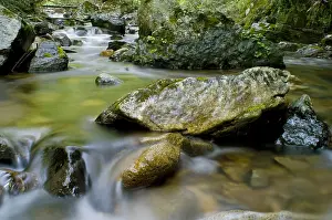 Stream Prints: Japanese Giant Salamander Habitat