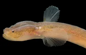 Cave Prints: Japanese Groundwater Goby (Luciogobius pallidus)