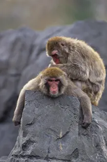 Nature, History, Science Prints: Two Japanese Macaque