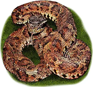 Vipers Prints: Japanese Mamushi