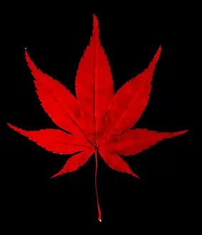 Fall Prints: Japanese Maple Leaf