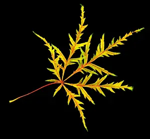 Fall Prints: Japanese Maple Leaf