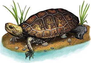 Freshwater Prints: Japanese pond turtle