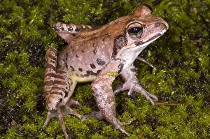 Japan Prints: Japanese Ranid Frog