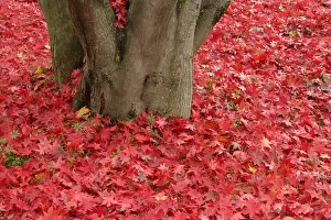 Nature Prints: Japanese Red Maple Leaves