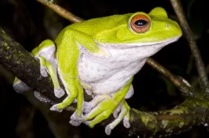 Japan Prints: Japanese Rhacophoprid Frog