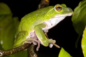 Japan Prints: Japanese Rhacophoprid Frog