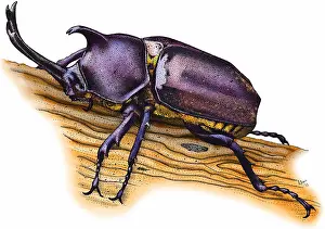 Beetle Prints: Japanese rhinoceros beetle