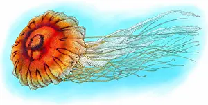Brown Prints: Japanese sea nettle