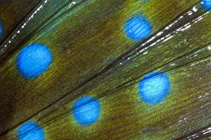 Spotted Prints: Japanese Sea Robin